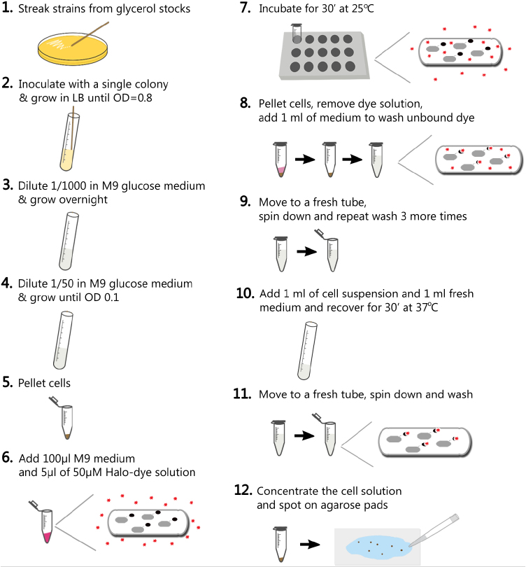 Figure 1.