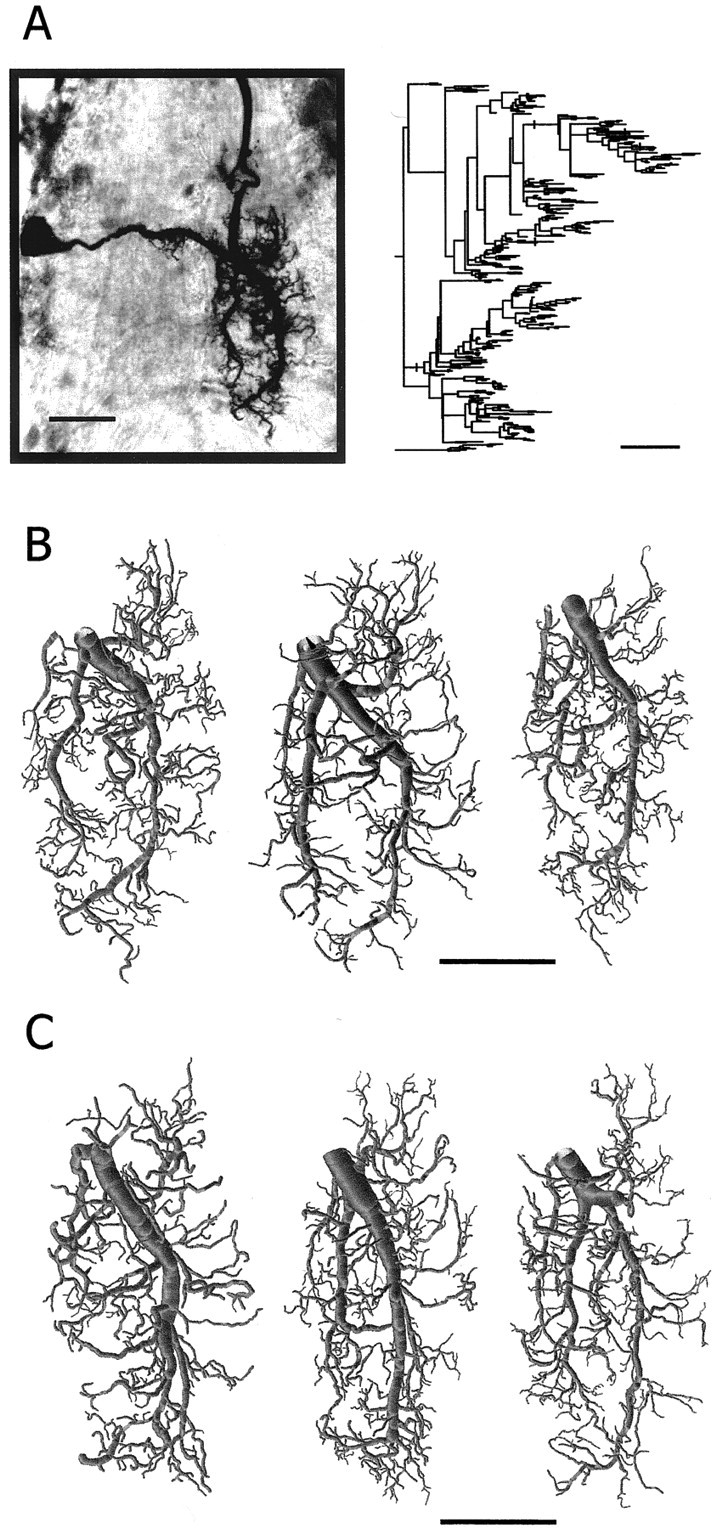 Fig. 5.