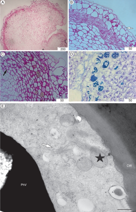 Fig. 8.