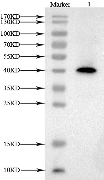 Fig. 7