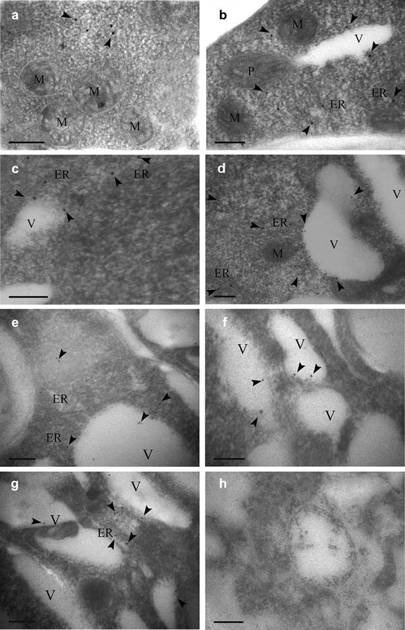 Fig. 8