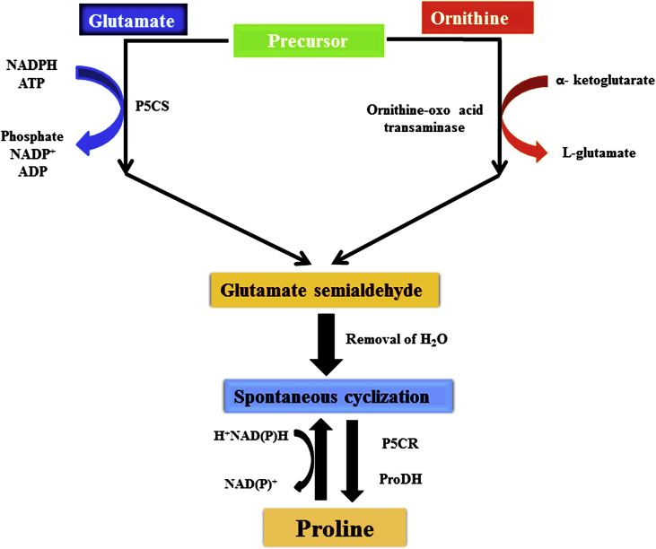 Figure 1