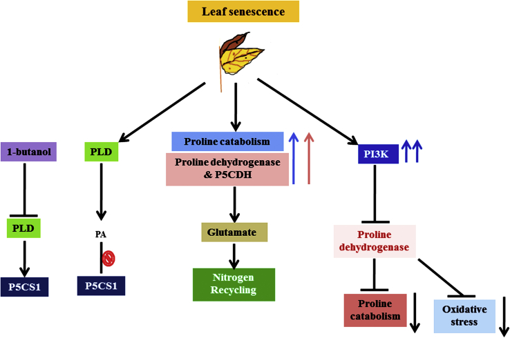 Figure 5