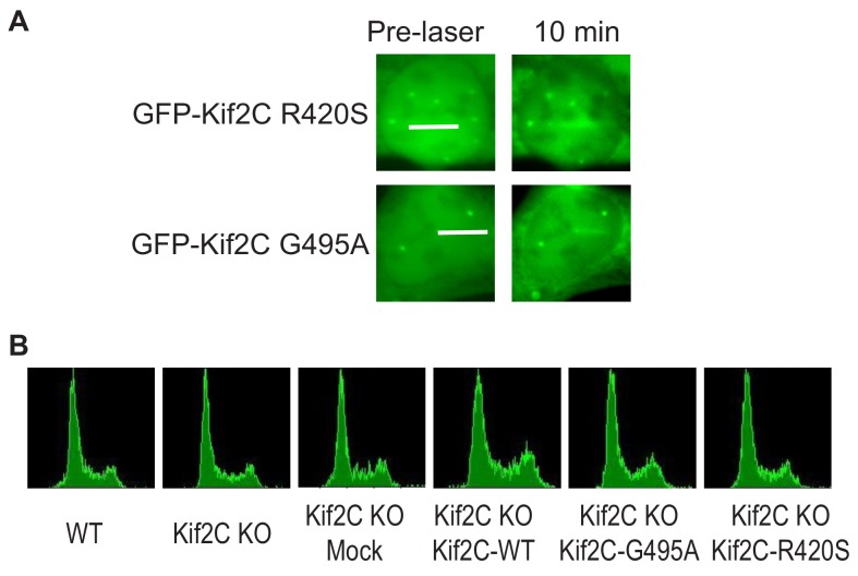 Figure 3—figure supplement 2.