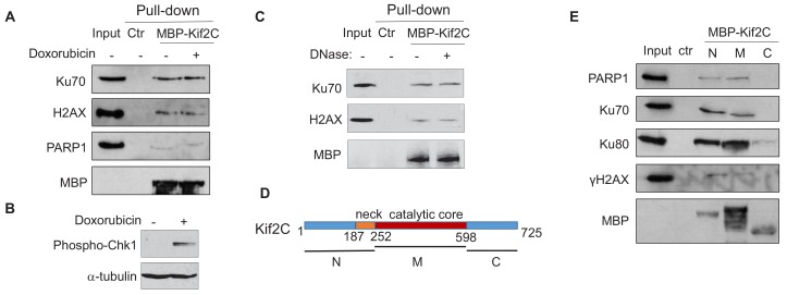 Figure 1—figure supplement 1.