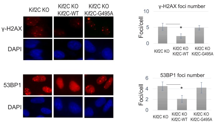 Figure 3—figure supplement 1.