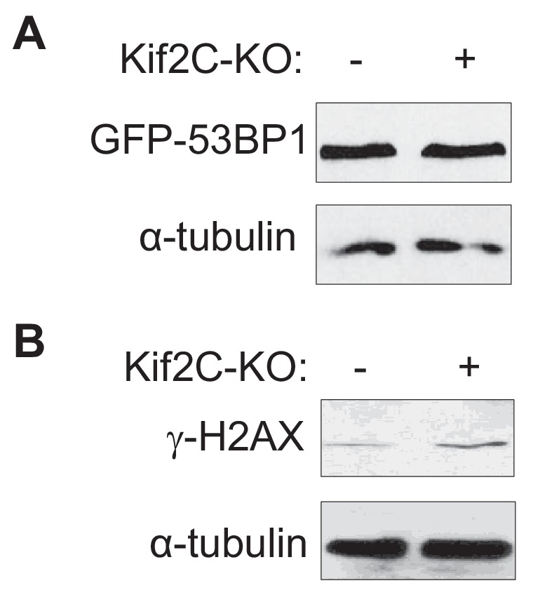 Figure 5—figure supplement 1.