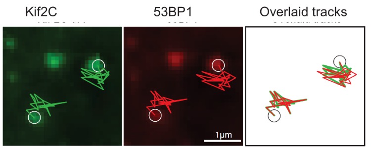 Figure 2—figure supplement 1.