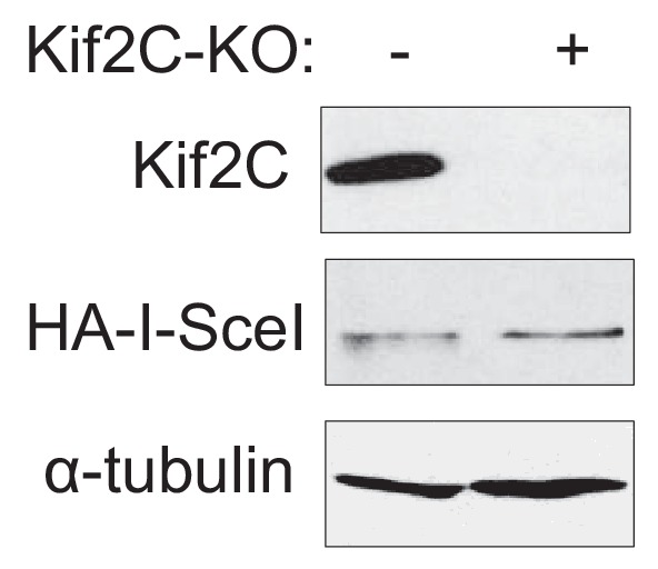 Figure 4—figure supplement 2.