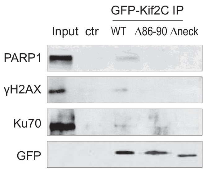 Figure 2—figure supplement 3.