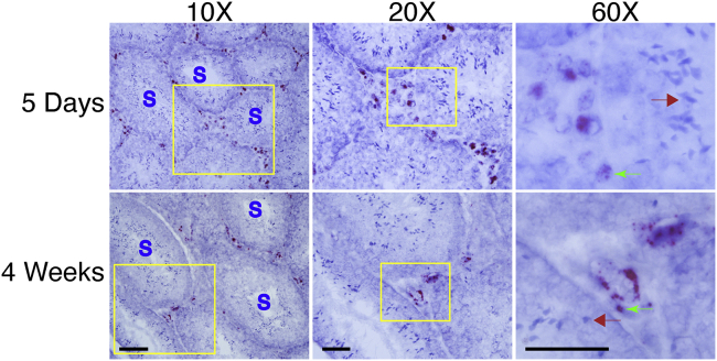 Figure 6