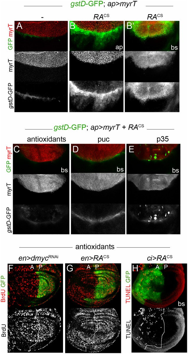 Fig 6