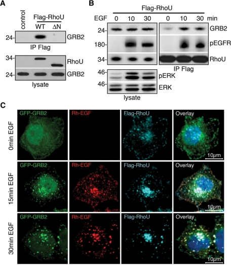 FIGURE 3: