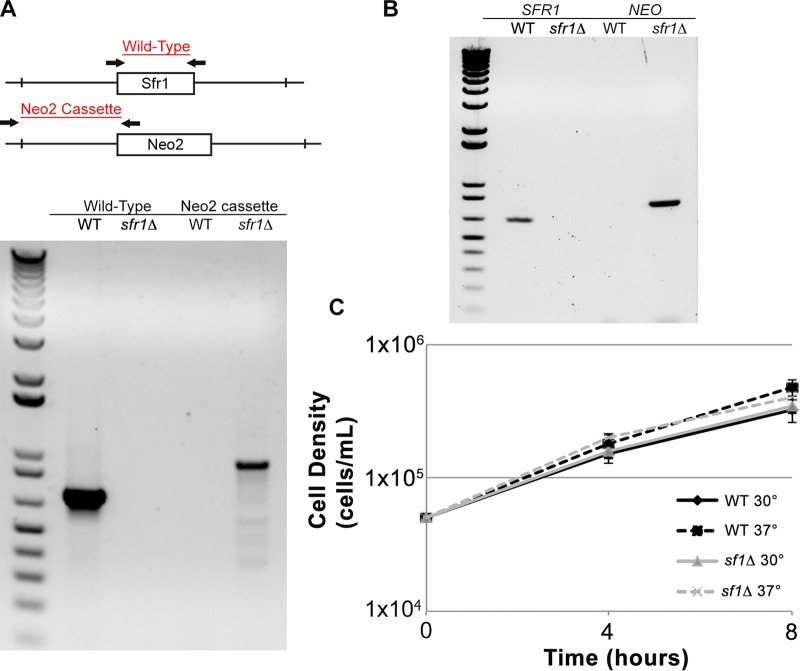 FIG 3 