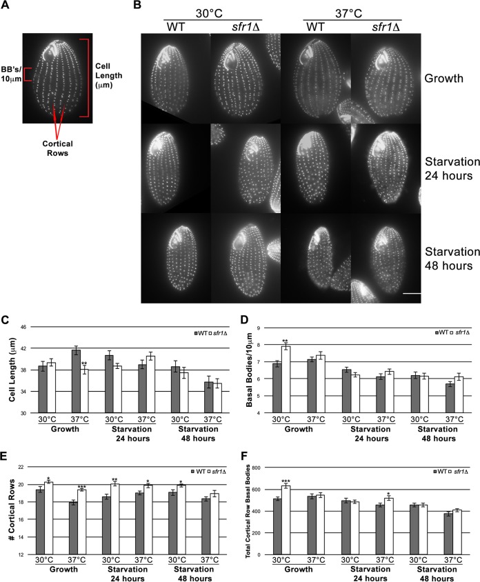 FIG 4 