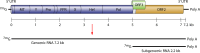 FIG 1