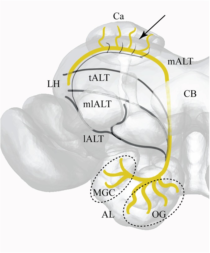 Fig 1