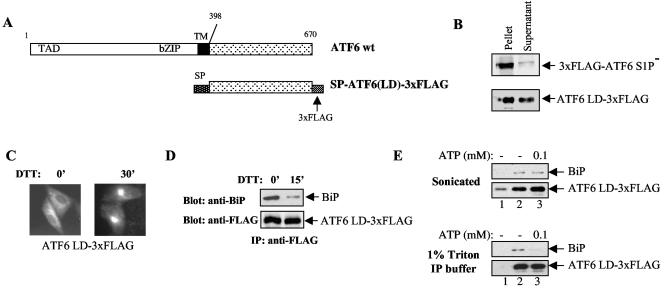 FIG. 5.