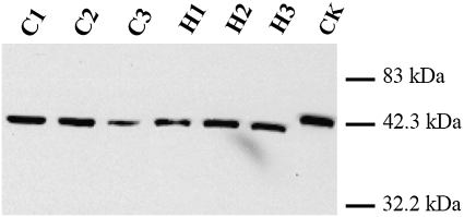 Fig. 9.