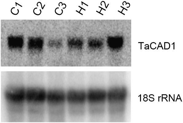 Fig. 8.