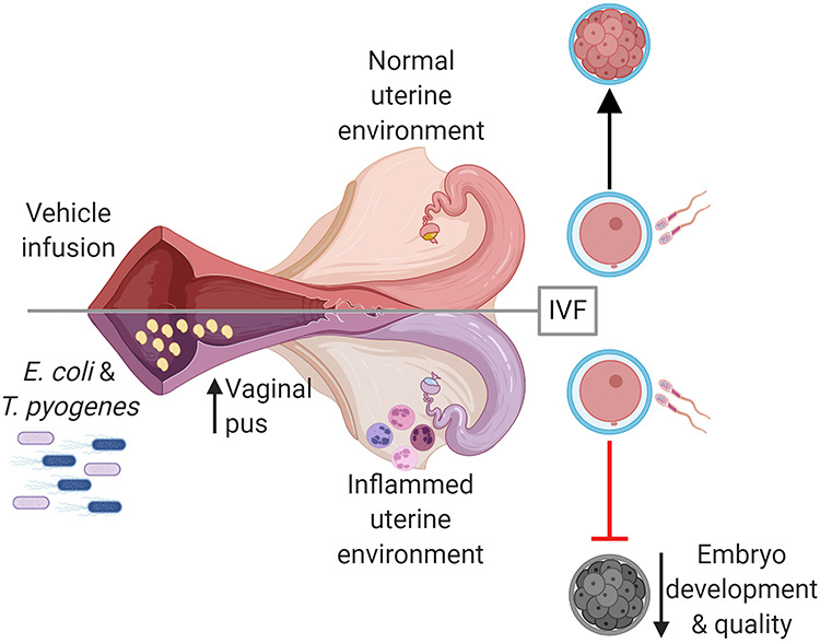 Graphical Abstract