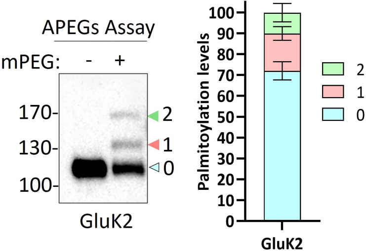 Figure 2