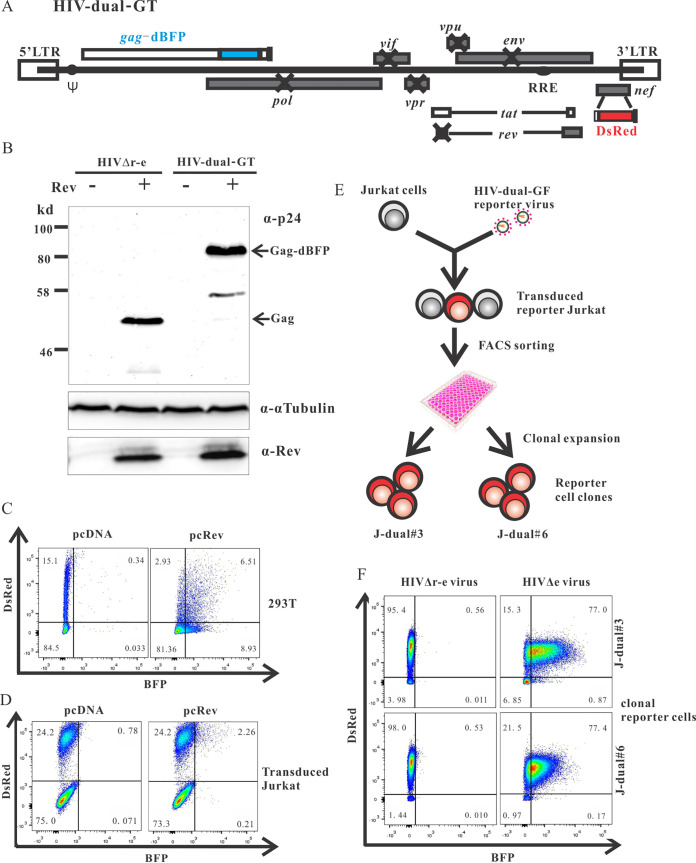 FIG 1