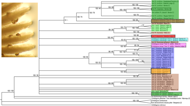 Figure 1