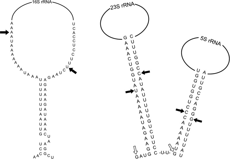 FIG 5