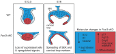 Fig. 9.