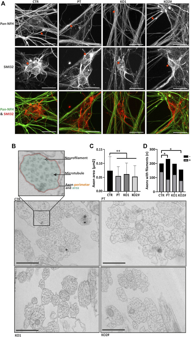 FIGURE 3