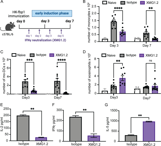 Study on HK-fbp1 immunization in mice. Schematic of the immunization and IFNγ neutralization timeline. Bar graphs depict monocytes, mo-DCs, and eosinophils counts on days 3 and 7. Cytokine levels are compared between isotype and XMG1.2-treated groups.