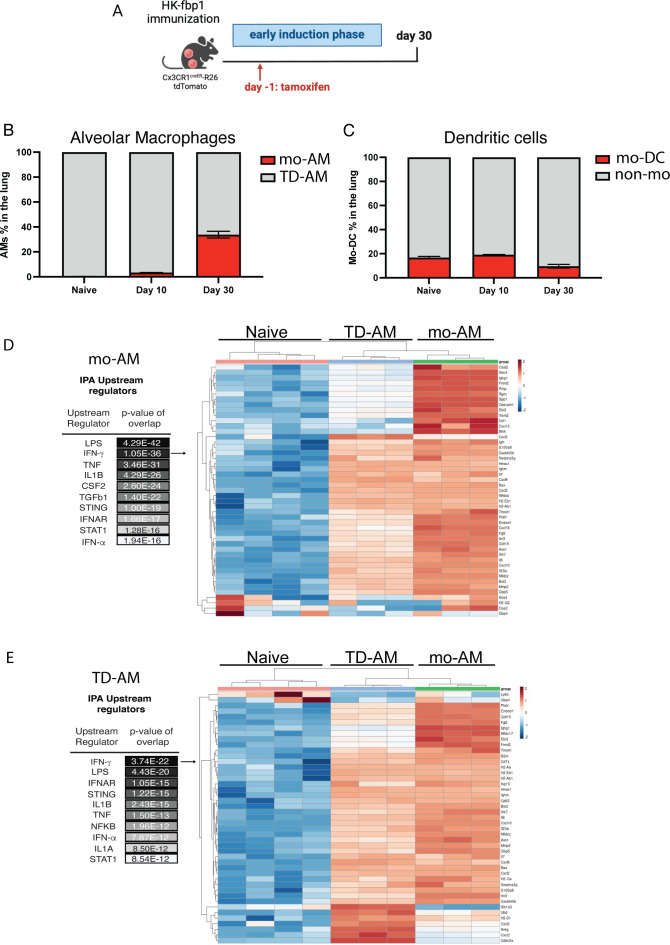 Schematic of HK-fbp1 immunization, bar graphs of alveolar macrophages and dendritic cells in the lung over time, and heatmaps display gene expression profiles with key upstream regulators across naïve, TD-AM, and mo-AM groups.