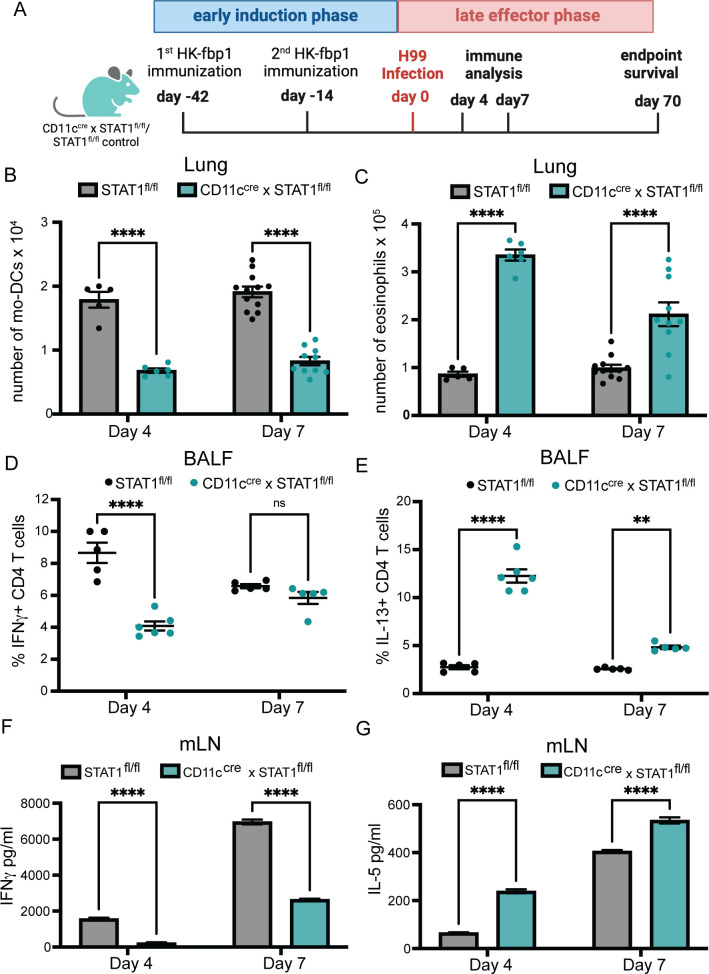 Timeline of HK-fbp1 immunization and H99 infection. Bar graphs compare mo-DCs, eosinophils, IFNγ+ CD4 T cells, and IL-13+ CD4 T cells in lung and BALF, and IFNγ and IL-5 levels in mLN between STAT1 fl/fl and CD11c cre × STAT1 fl/fl groups.