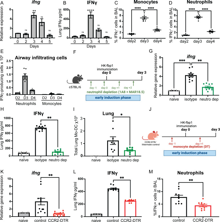 ifng expression, IFNγ levels, and immune cell counts in BAL and lung after HK-fbp1 immunization. It includes the impact of neutrophil and monocyte depletion on IFNγ and Mo-DCs, with schematics of depletion strategies in mouse models.