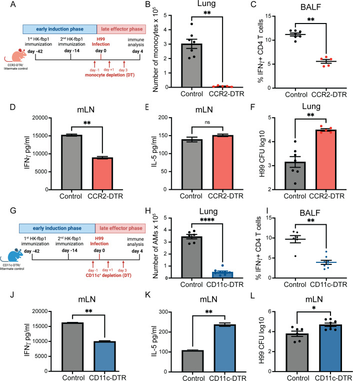 Effects of monocyte and alveolar macrophage depletion on immune responses. Schematics of depletion timelines. Bar graphs depict differences in lung monocytes/AMs, IFNγ+ CD4 T cells, IFNγ, IL-5, and H99 CFU levels in lung, BALF, and mLN.