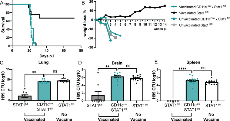 Survival and weight loss curves for vaccinated and unvaccinated STAT1 fl/fl and CD11c cre × STAT1 fl/fl mice after H99 infection. Bar graphs compare H99 CFU counts in the lung, brain, and spleen across the different groups.