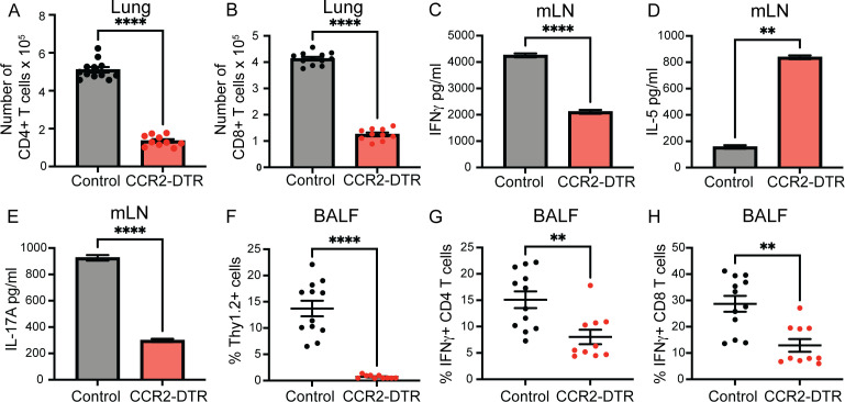 Bar graphs compare immune responses in lung and mLN between control and CCR2-DTR mice, including counts of CD4+ and CD8+ T cells, levels of IFNγ, IL-5, and IL-17A, and percentages of Thy1.2+ cells, IFNγ+ CD4 T cells, and IFNγ+ CD8 T cells in BALF.