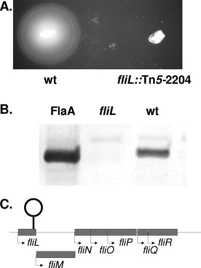 FIG. 2.