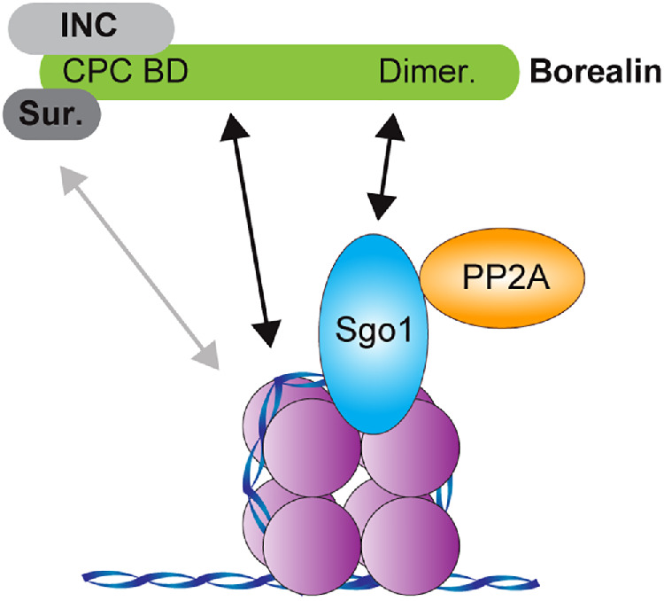 FIGURE 5: