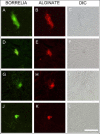 Fig. 9.