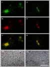 Fig. 10.
