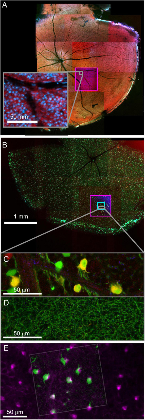 FIGURE 4