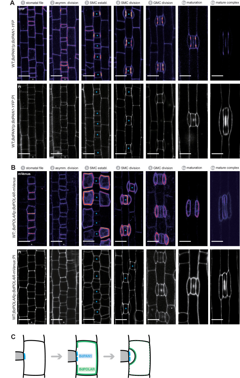 Figure 2—figure supplement 1.