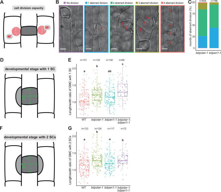 Figure 4—figure supplement 2.