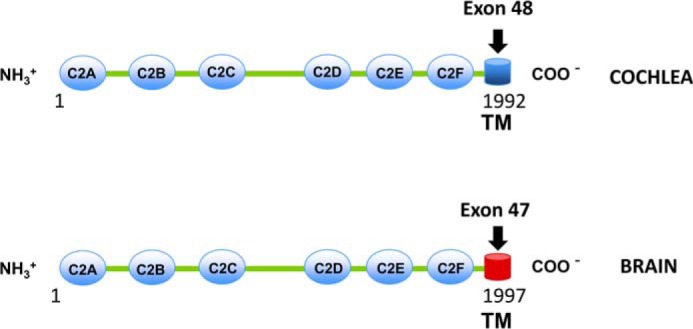 FIGURE 1.