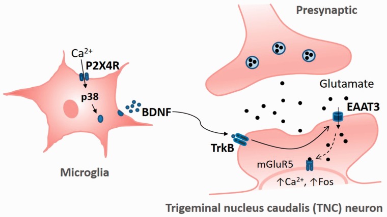 Figure 7.