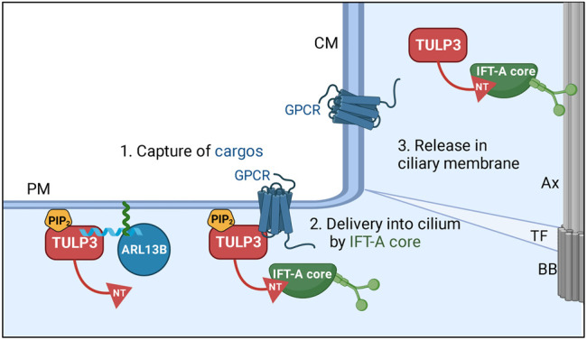 FIGURE 3