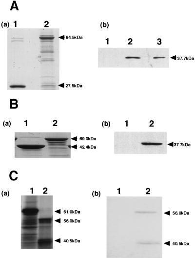 FIG. 5