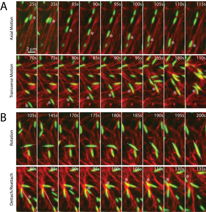 FIGURE 3: